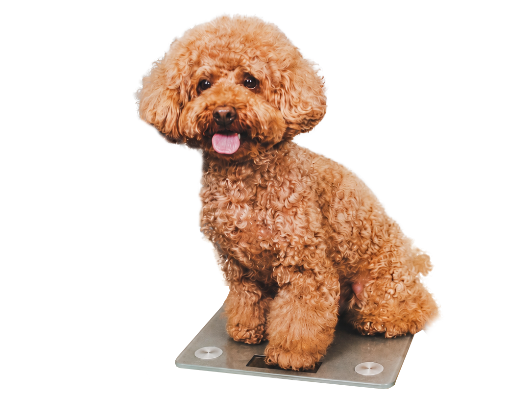 元気に歩く愛犬