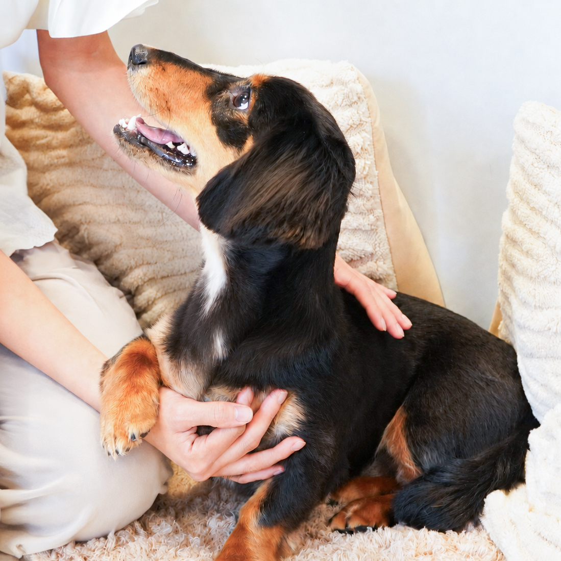 愛犬と過ごす穏やかなひととき
