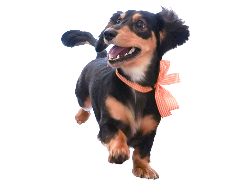 元気に歩く愛犬